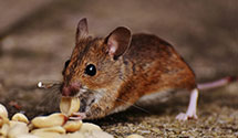 24 Hour & Emergency Exterminators in Newtown, VA